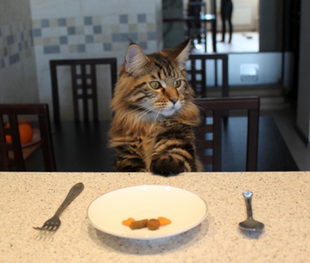 мейн-кун ест