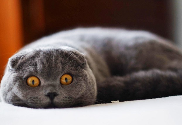 шотландская вислоухая кошка