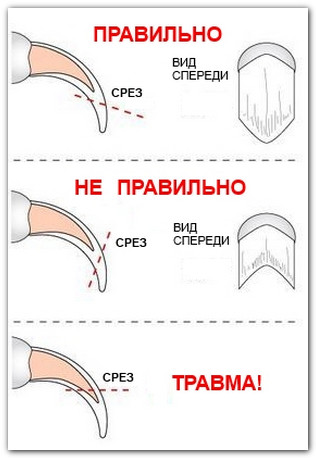 как обрезать кошке когти