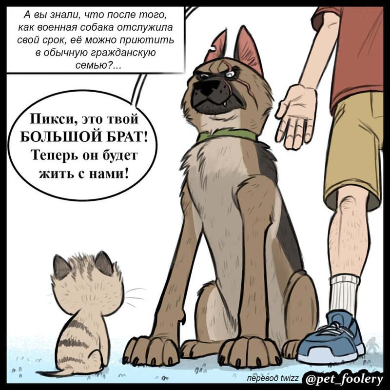 брут и пикси