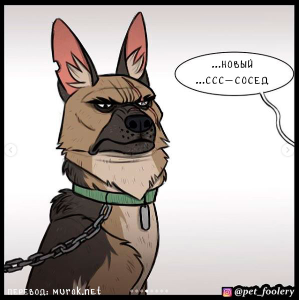 брут и пикси