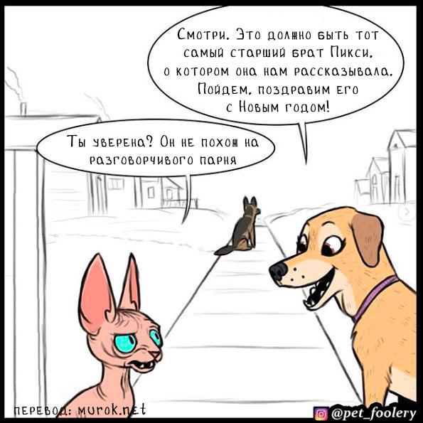 брут и пикси