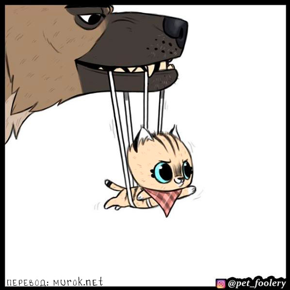 брут и пикси