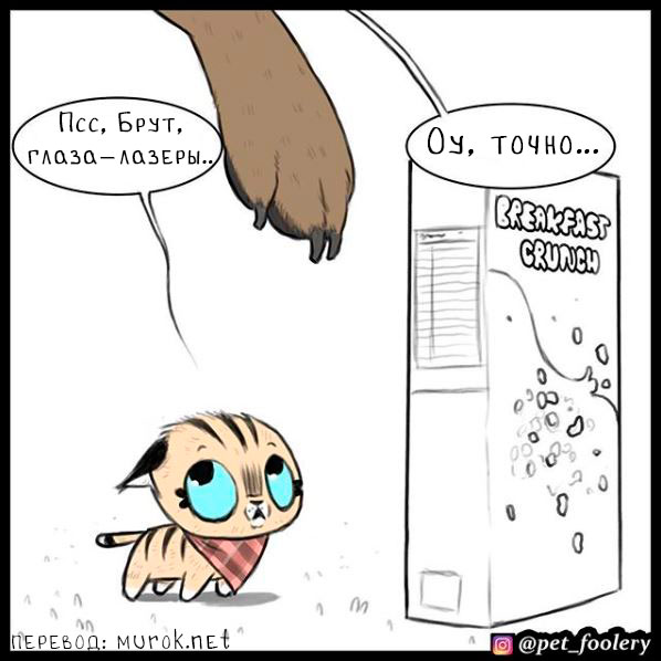 брут и пикси