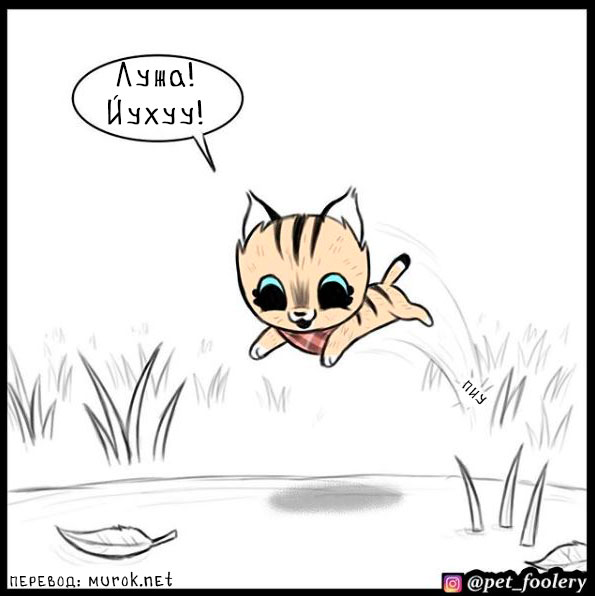 брут и пикси