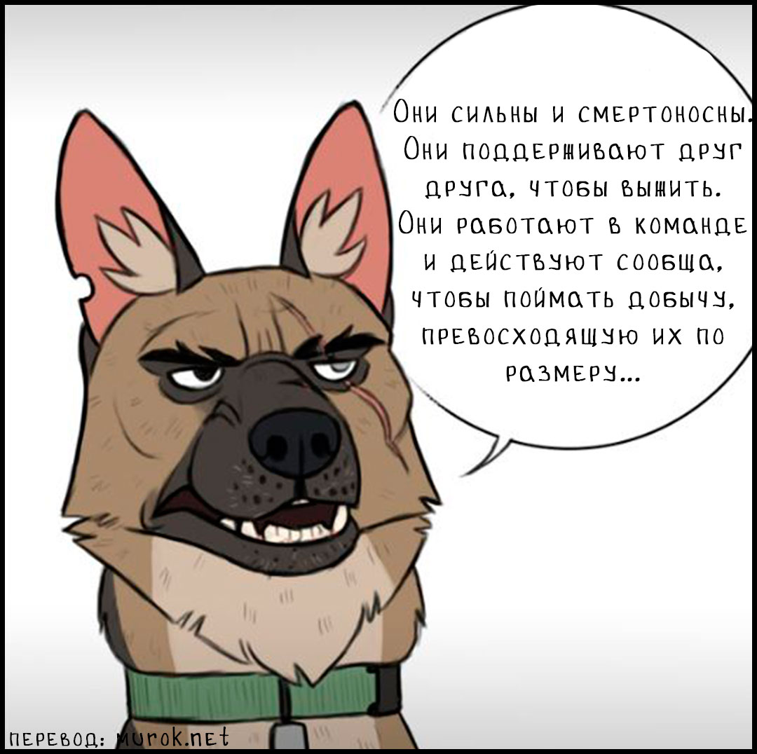 брут и пикси