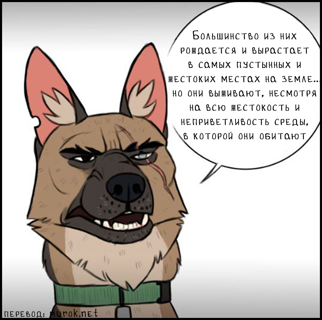 брут и пикси