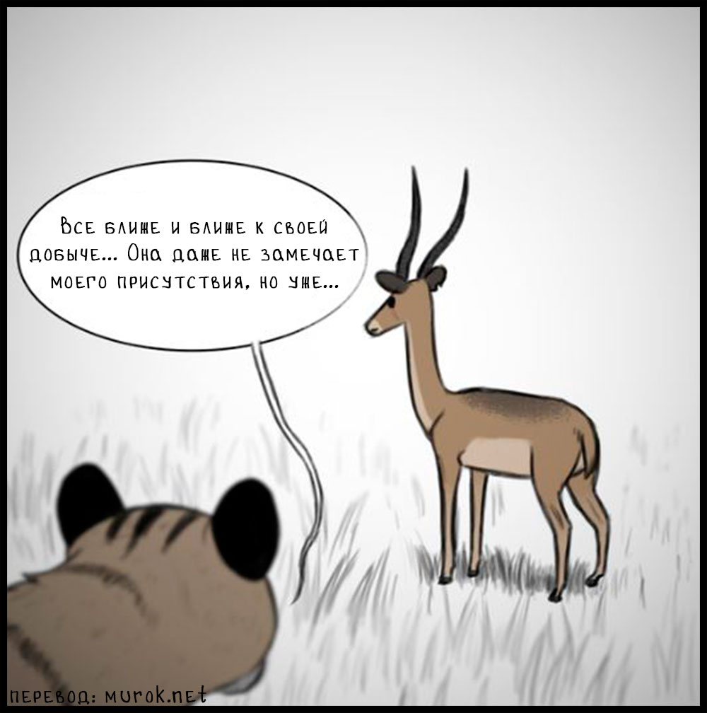 брут и пикси