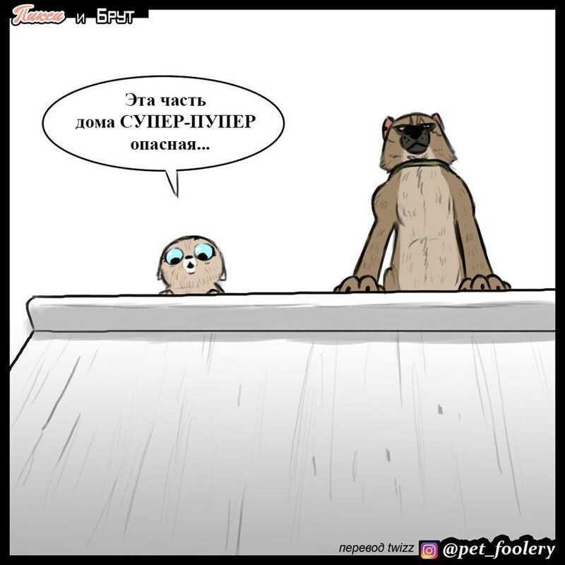 брут и пикси