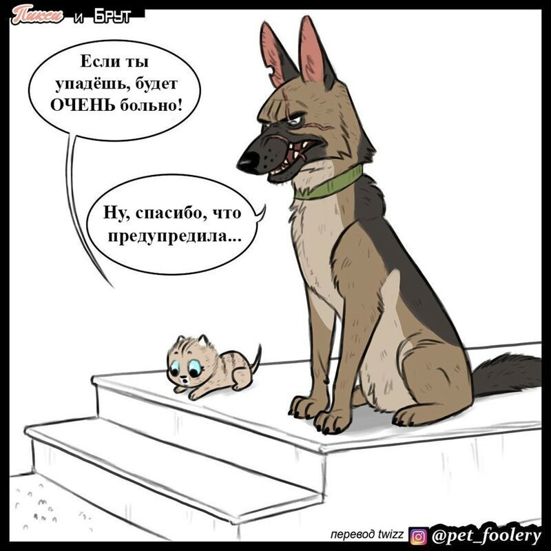 брут и пикси