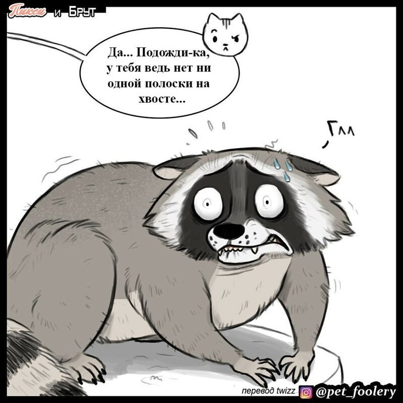 брут и пикси