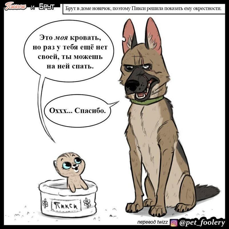 брут и пикси