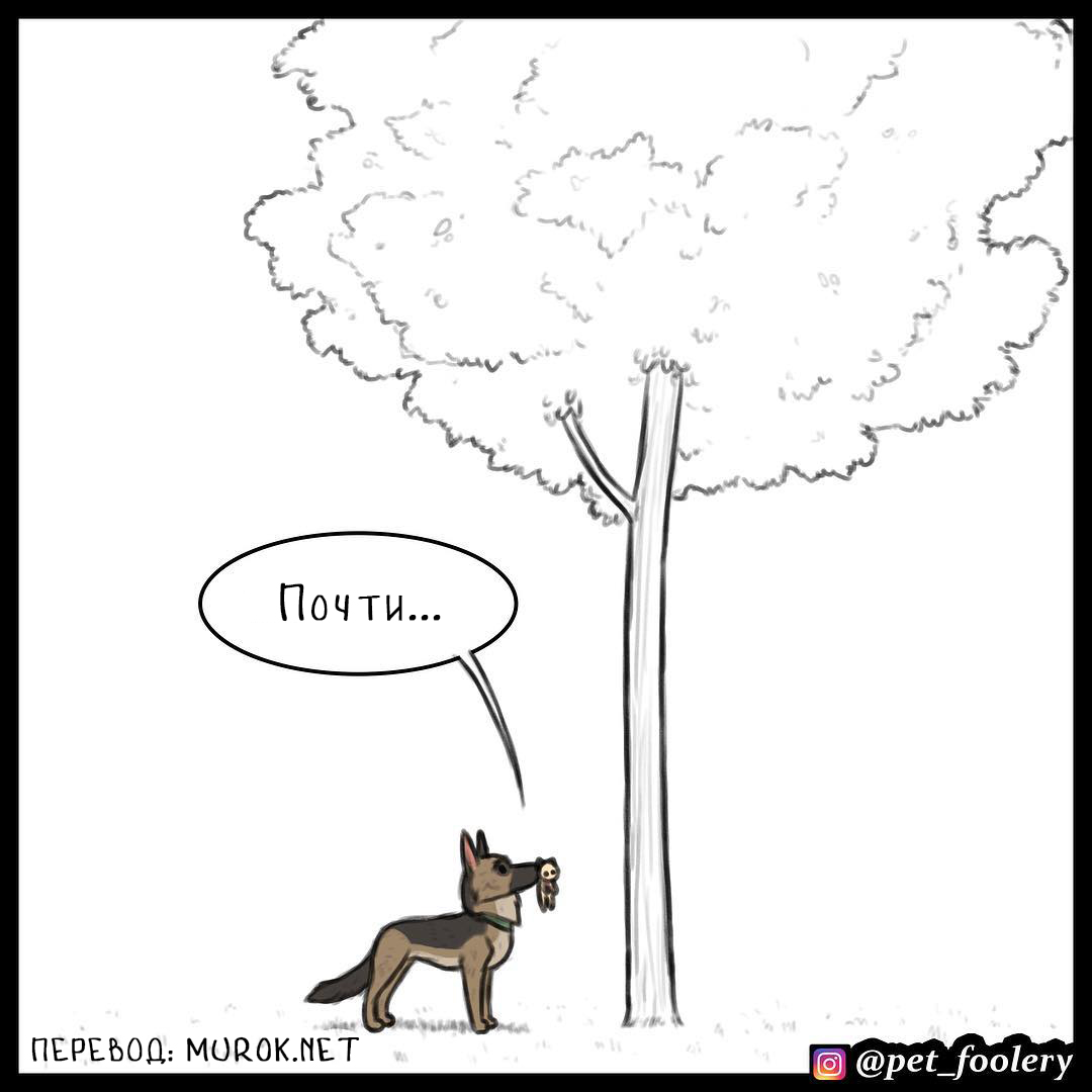 брут и пикси