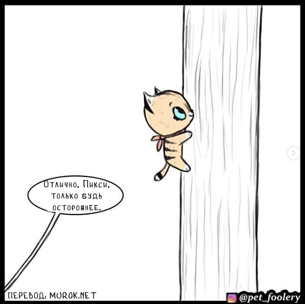 брут и пикси