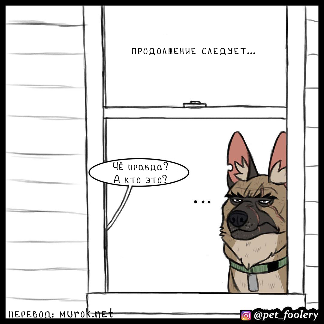 брут и пикси