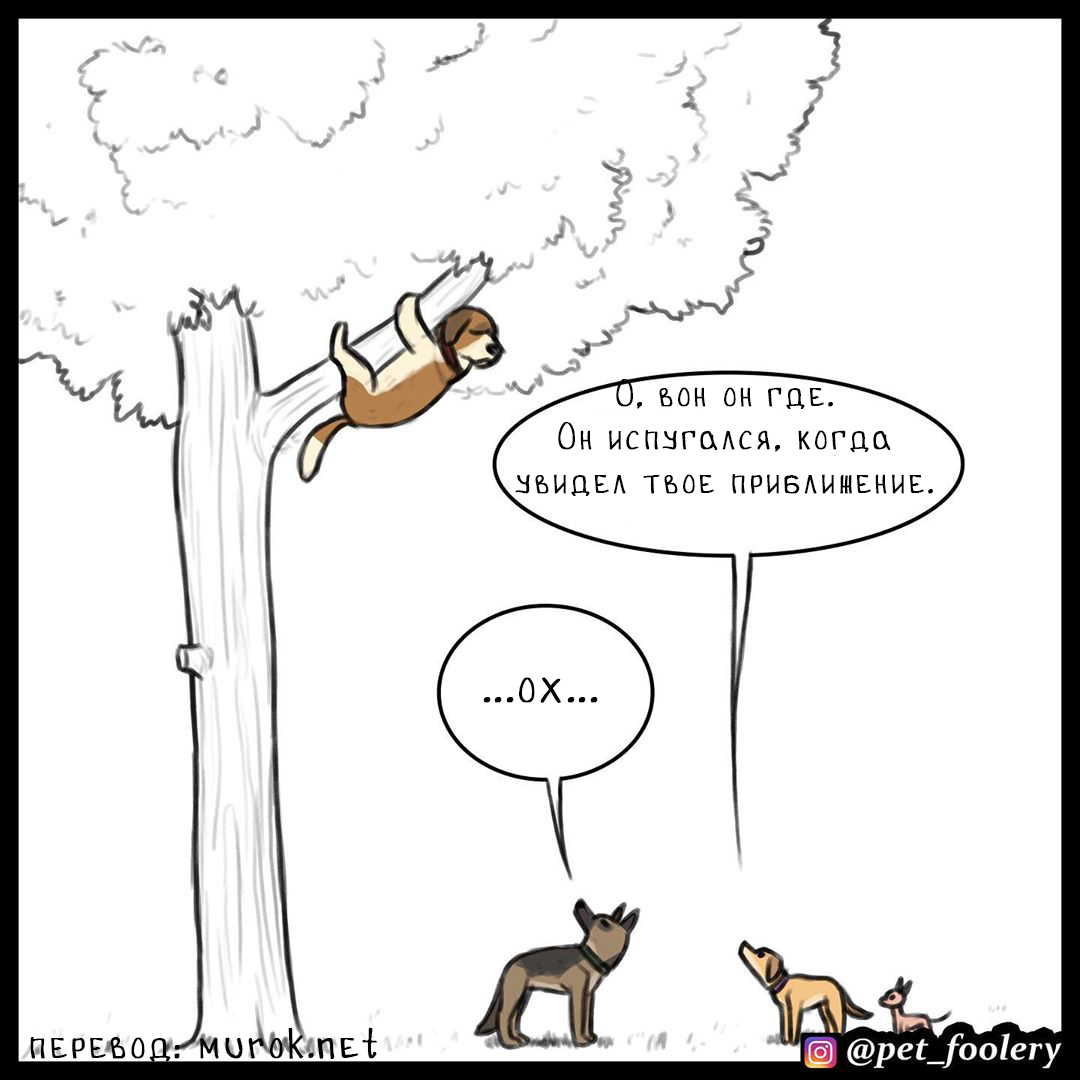 брут и пикси