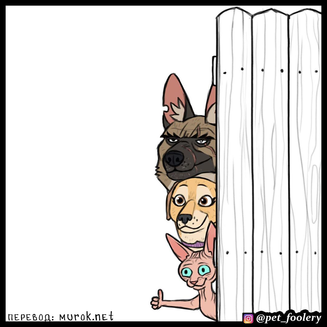 брут и пикси