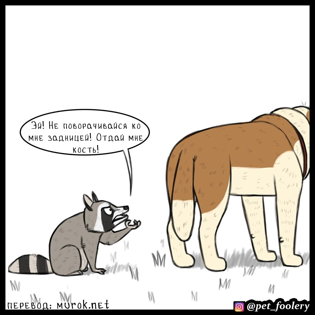 брут и пикси