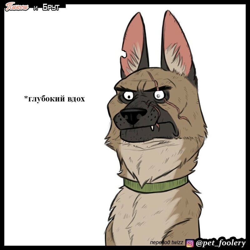 брут и пикси