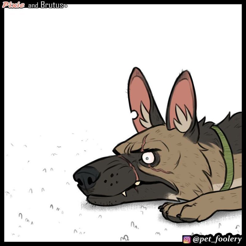 брут и пикси