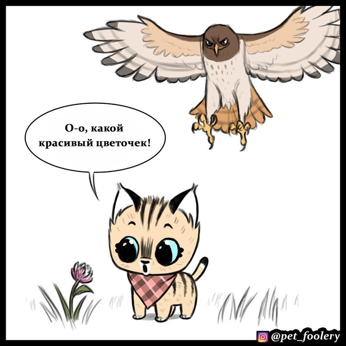 брут и пикси