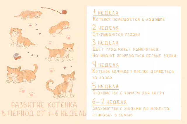 развитие котенка