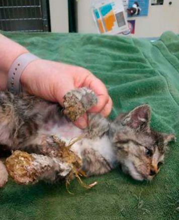 котенок в пене