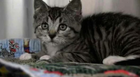 котенок в пене