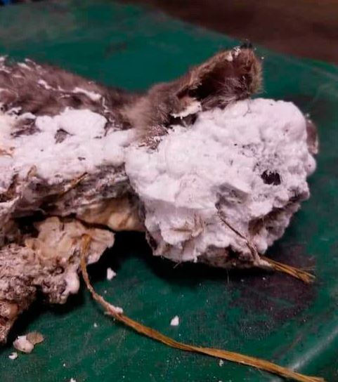 котенок в монтажной пене